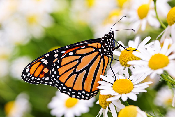 monarch