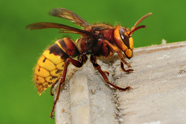 hornet