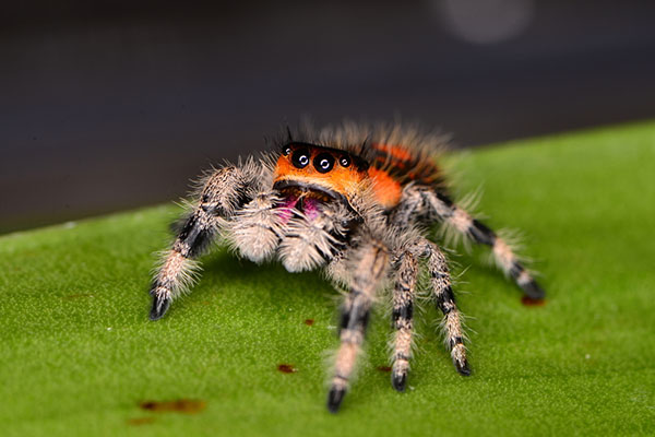 jumping-spider
