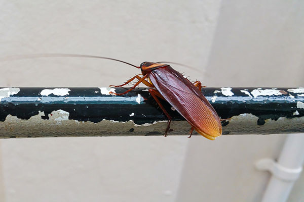roach-facts