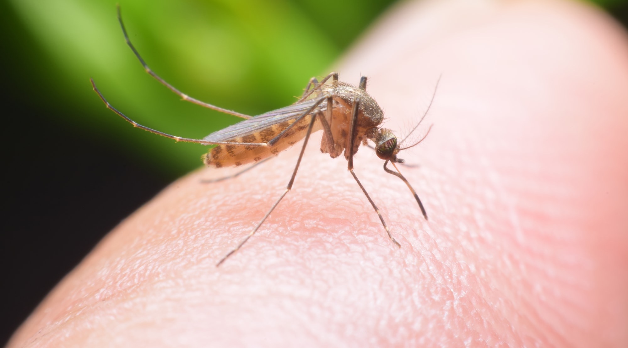 mosquito on finger sucking blood