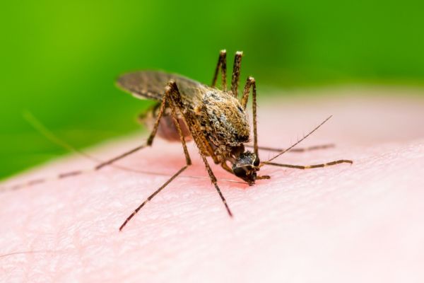 mosquito biting skin