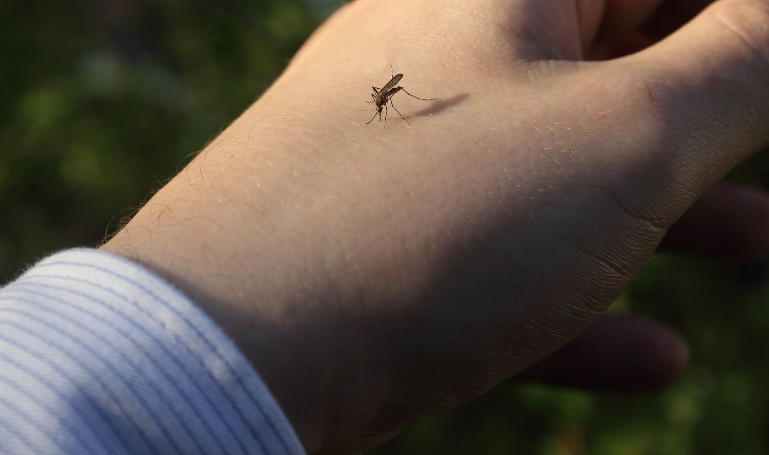 mosquito-on-hand-main