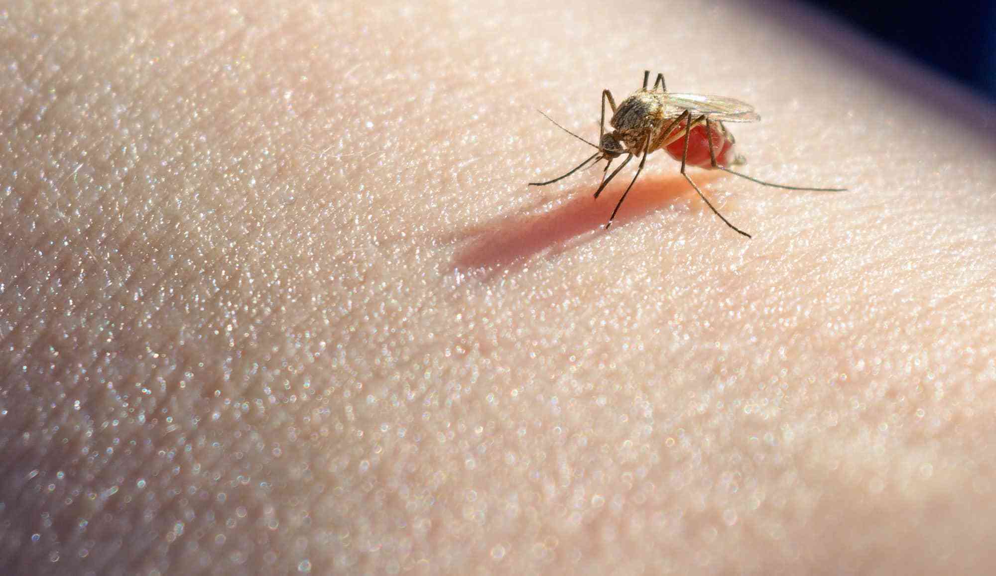 mosquito-spatial-repellents-feature