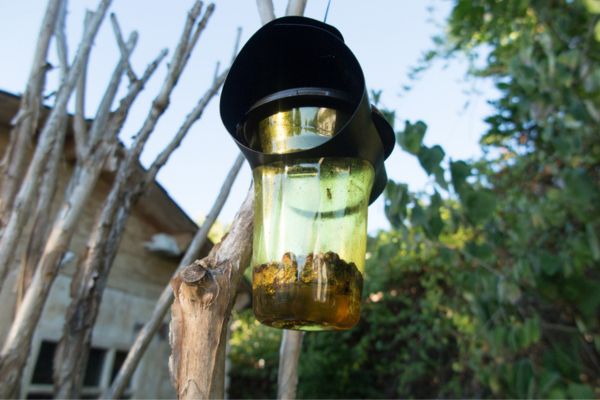 diy mosquito trap hanging on a tree