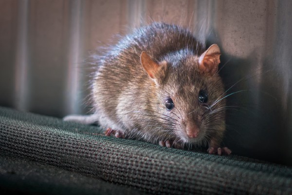 mouse against wall