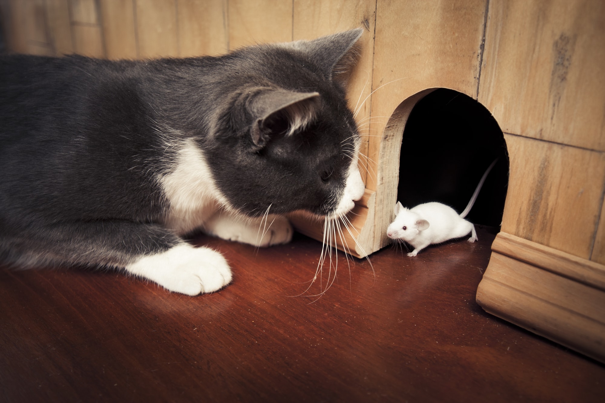 a cat and mouse by a house hole in the wall