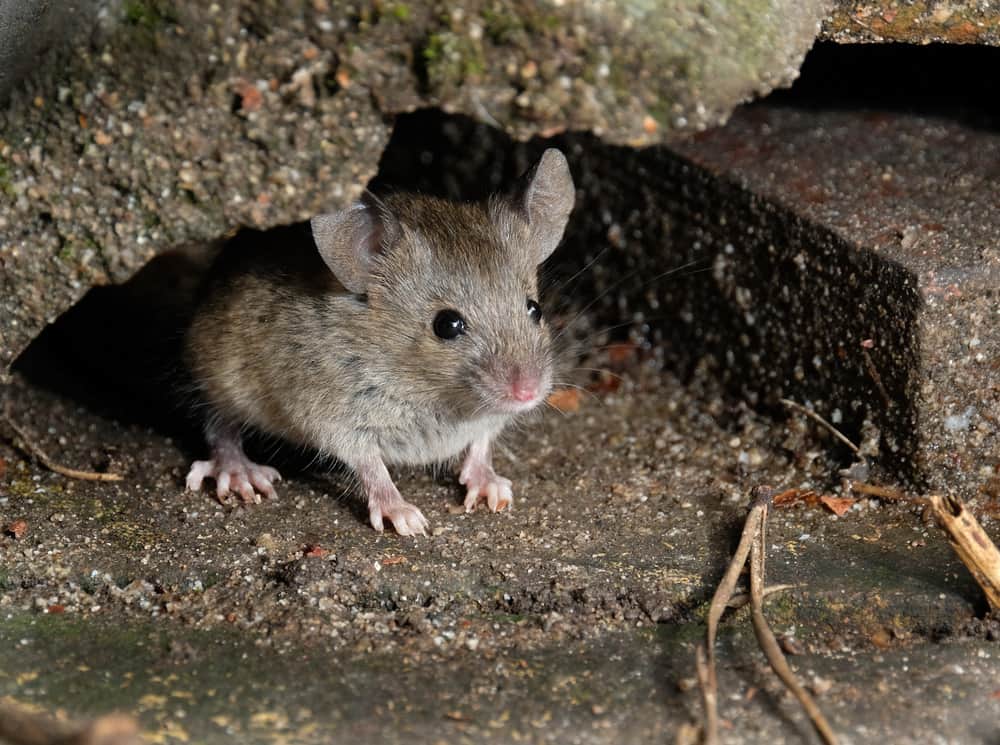 mouse-under-house