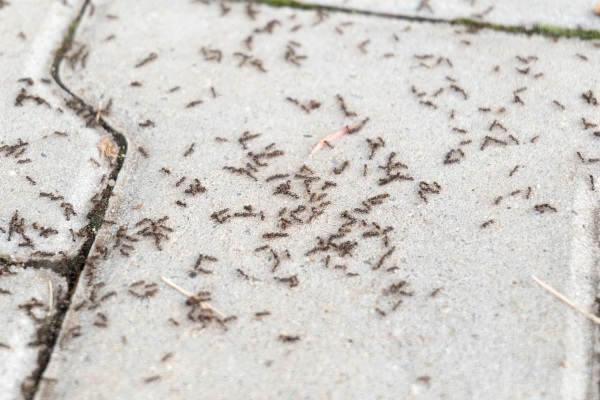 pavement ants tmx