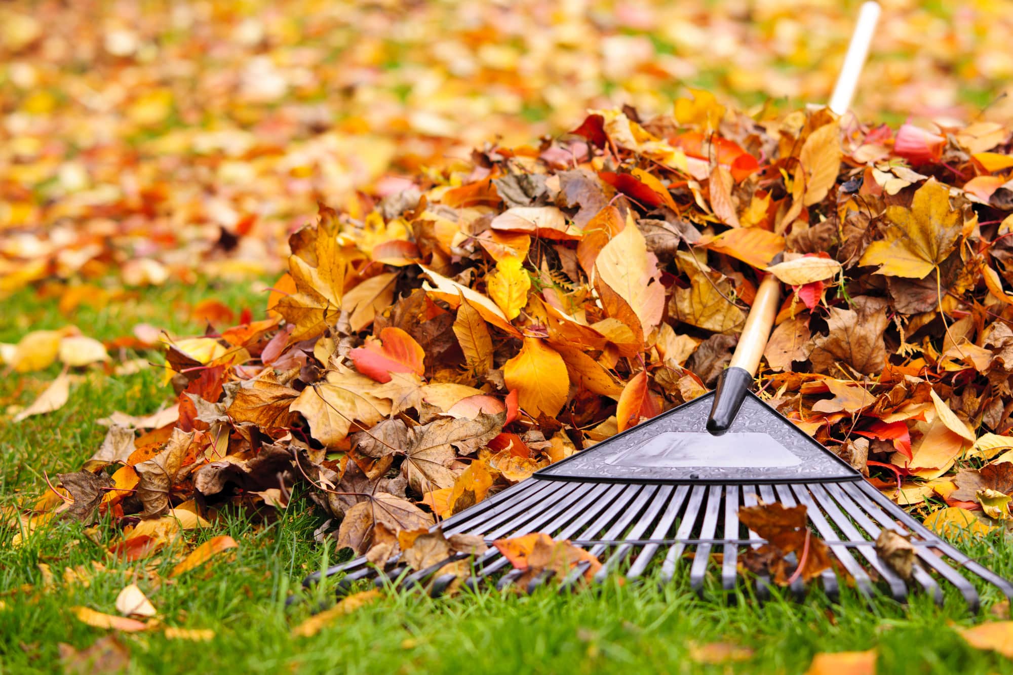 pests-in-leaf-piles-feature