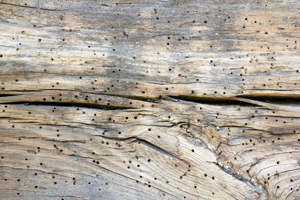powderpost beetle damage