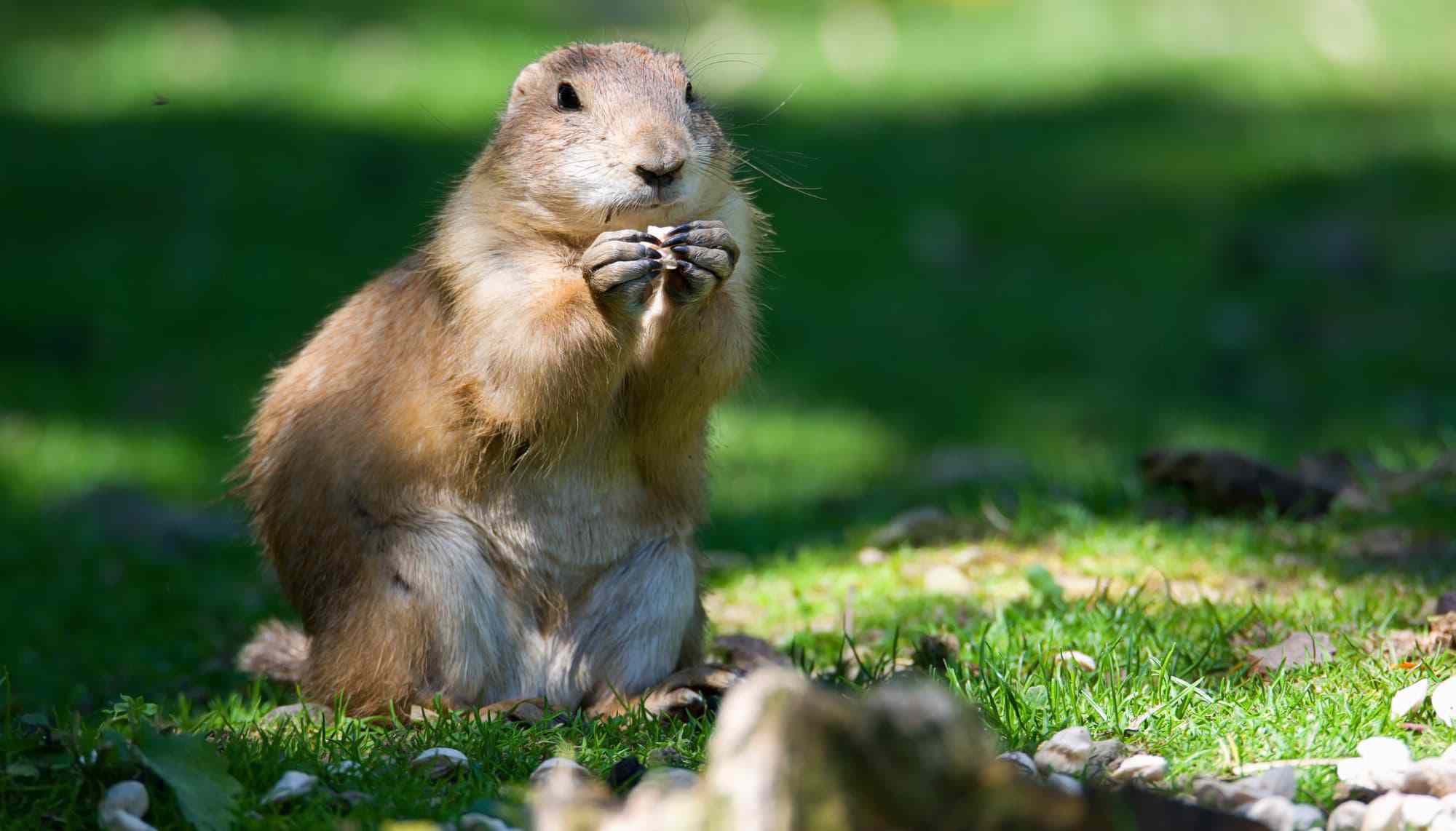prairie-dog-main