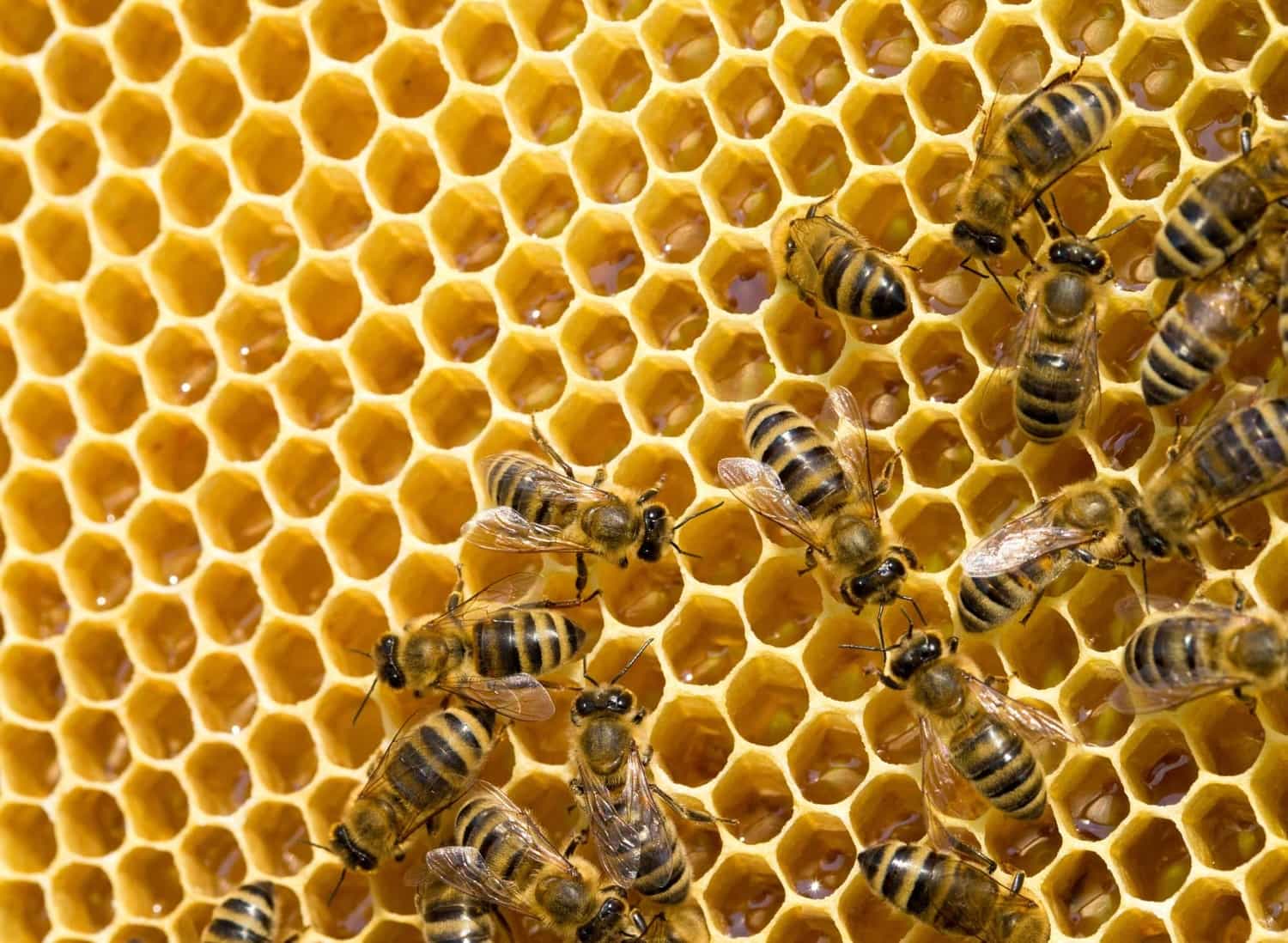 queen-bee-main