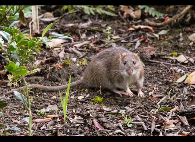 rat-ectoparasties