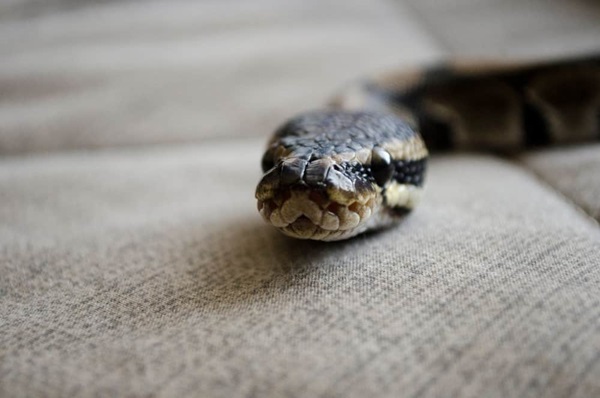 Snake closeup