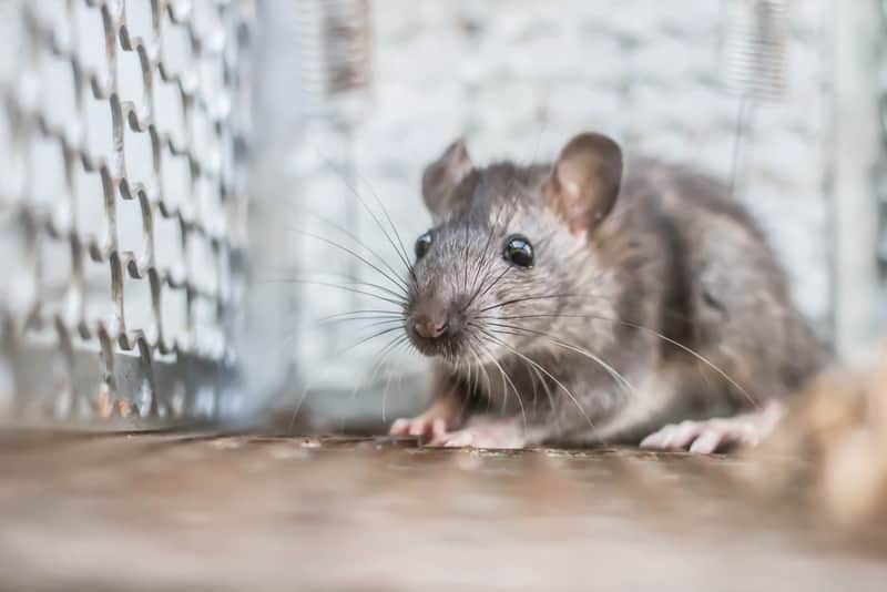 3 Issues That Can Come With Rat Trapping on Your Own