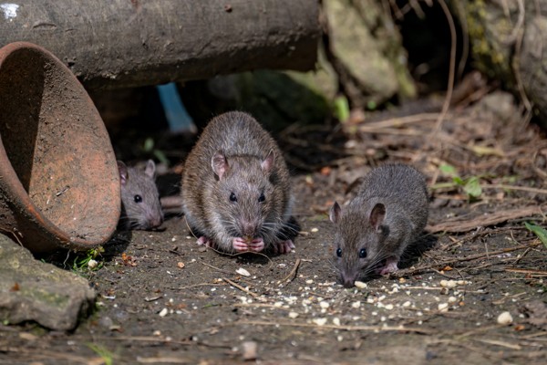 rats eating seeds