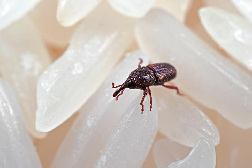 rice weevil on rice