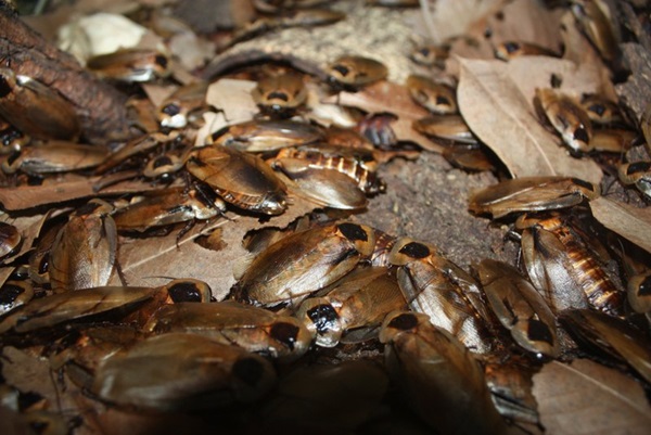 cockroach nest on the ground