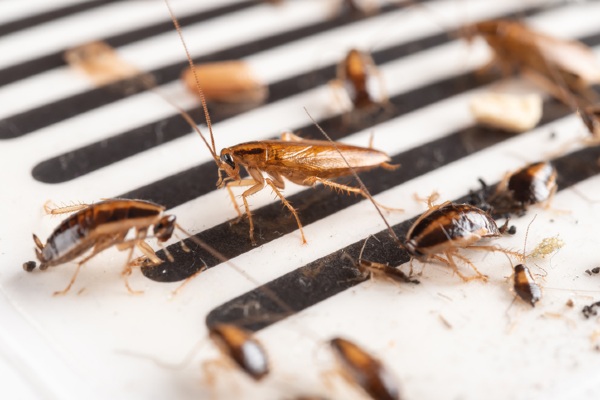 roaches on sticky trap