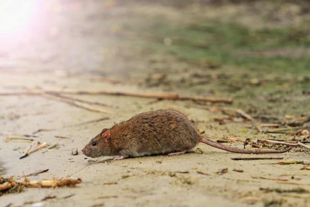 rodent-hantavirus