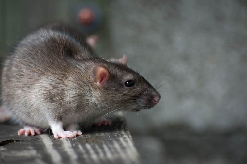 rodent-removal-company