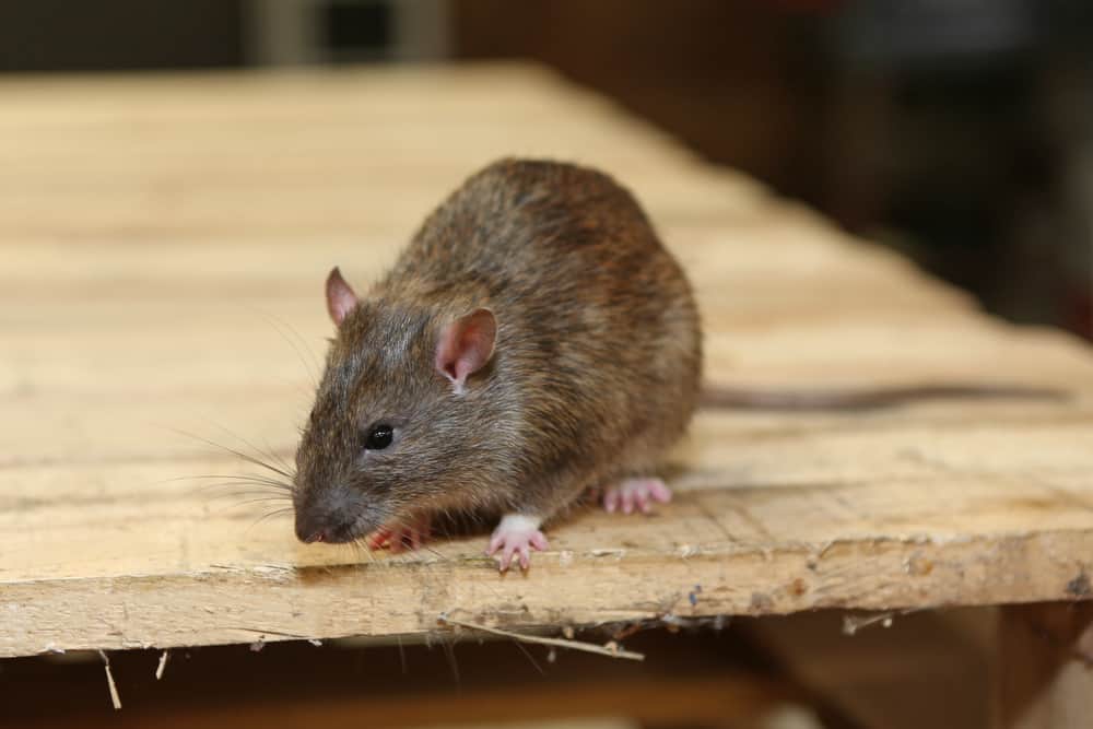 rodent on wood