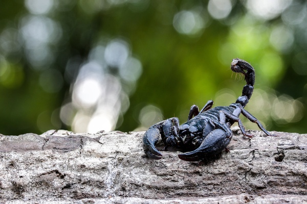 scorpion-basics-main