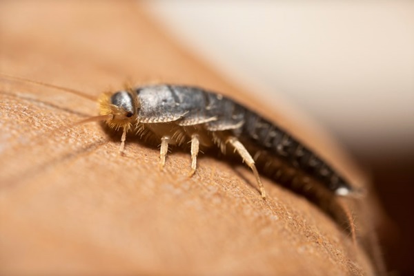 silverfish photo