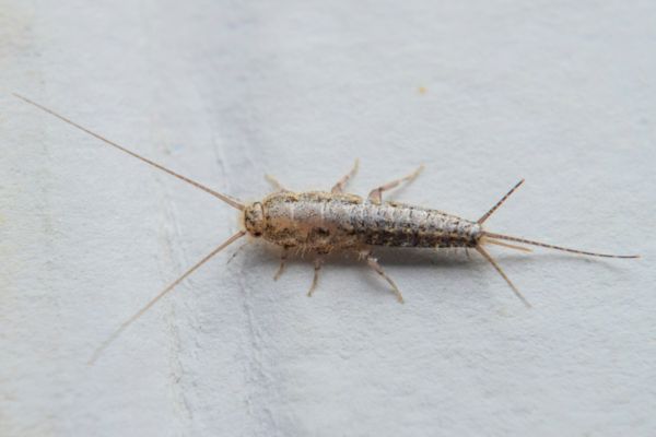 silverfish resting