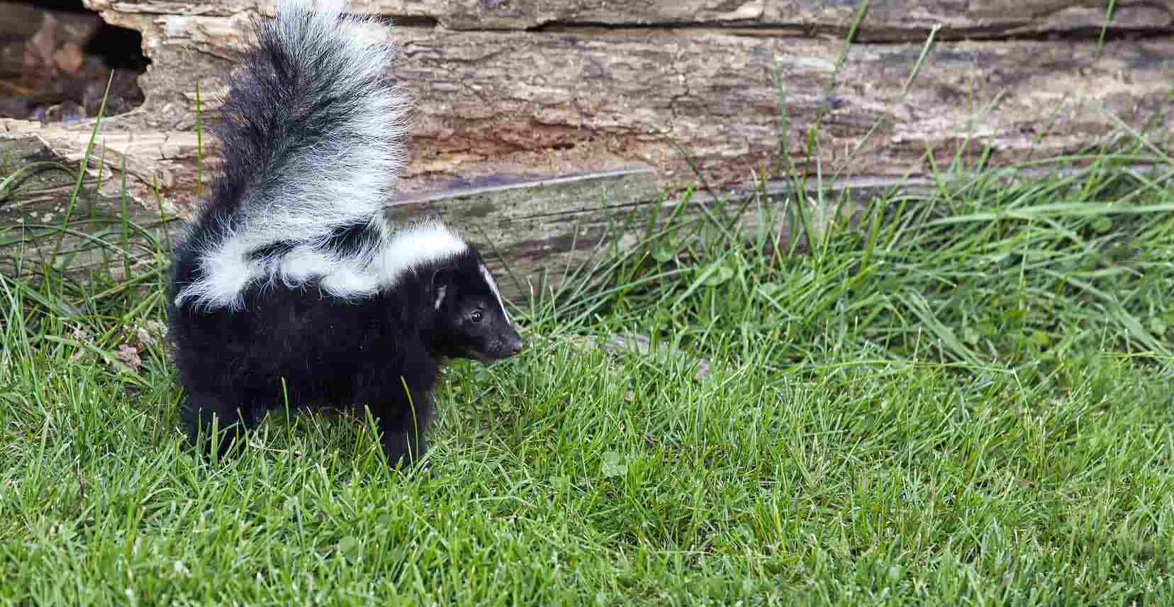 skunk in grass