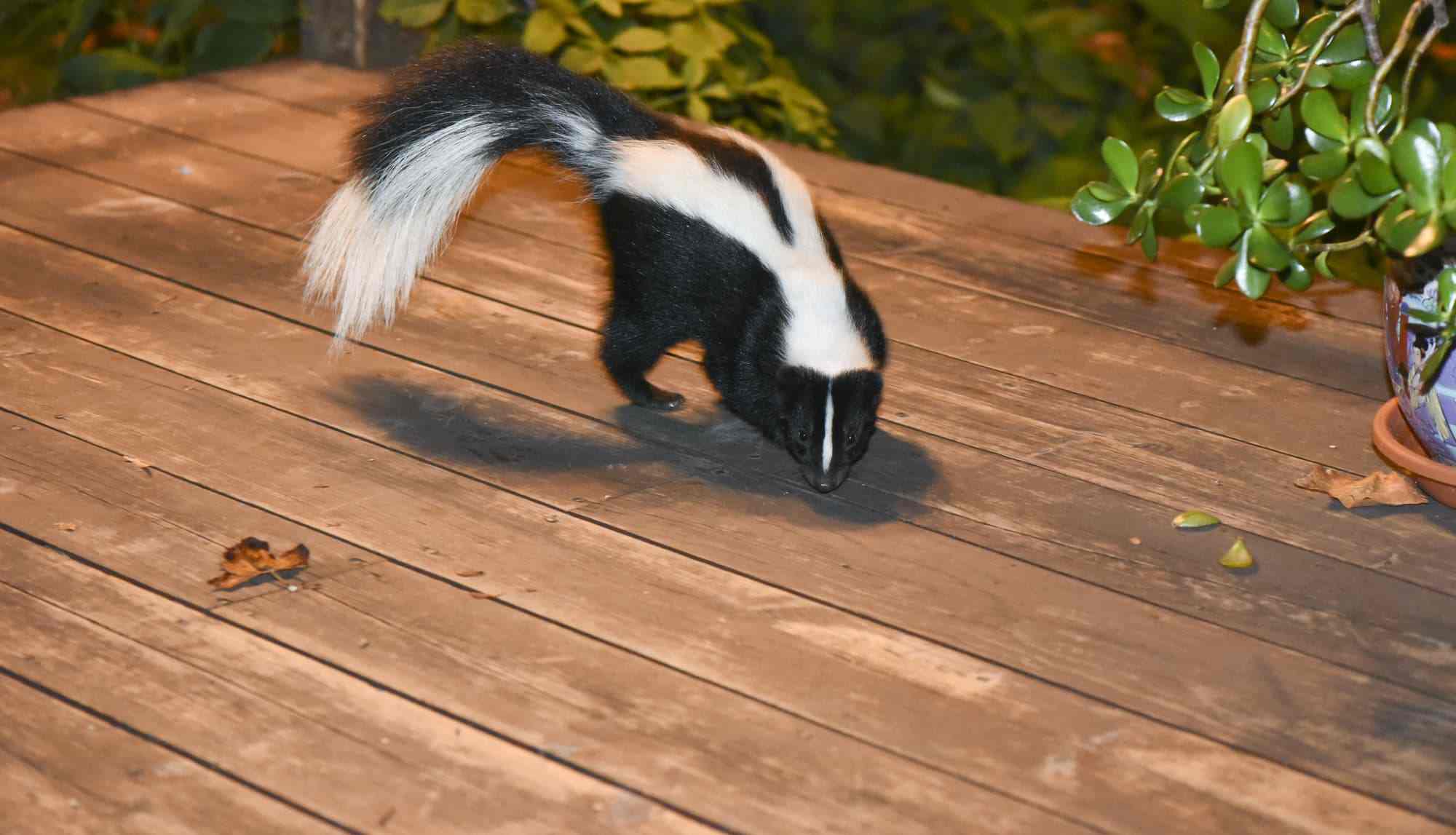 skunk-on-property