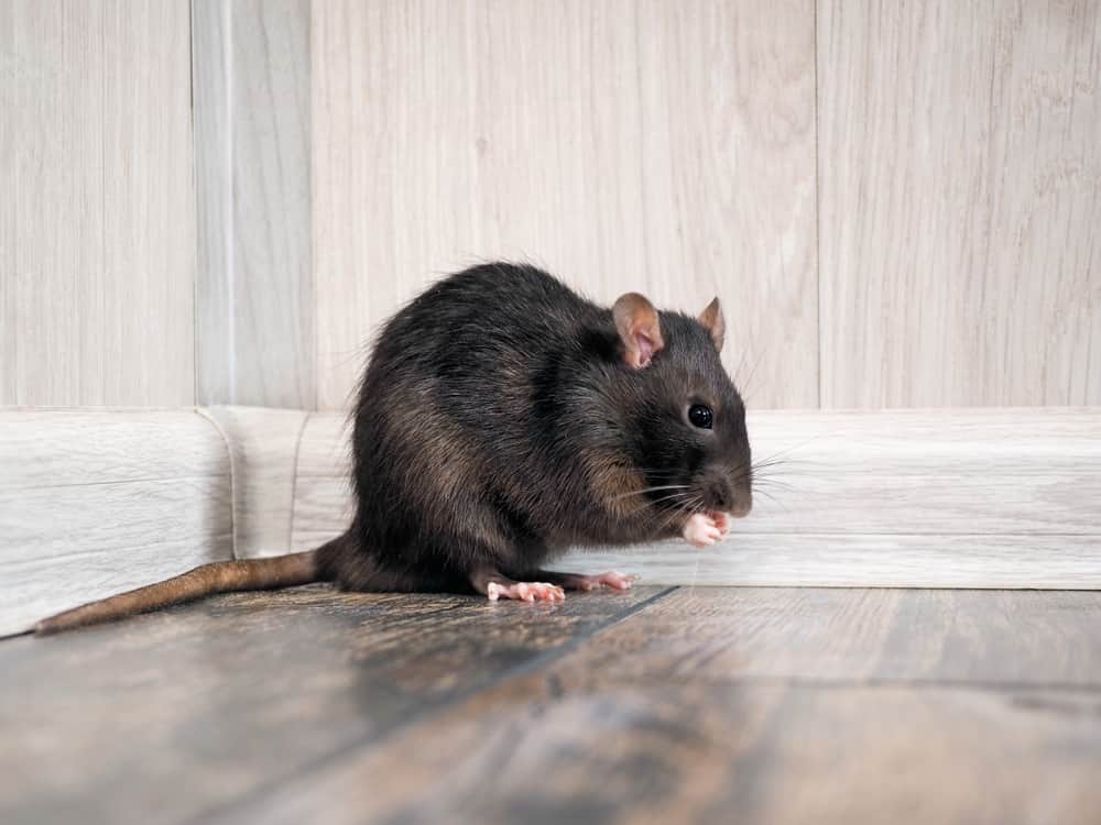 smart-rodent