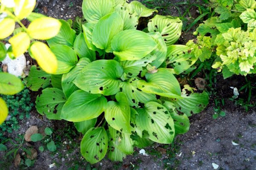 plant partially eaten by slugs and snails
