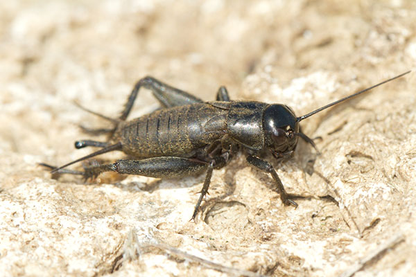 field cricket