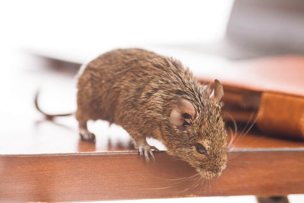 sounds-that-rodents-make