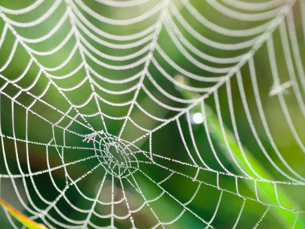 spider-abilities