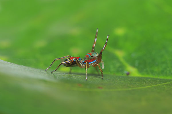 dancing spiders