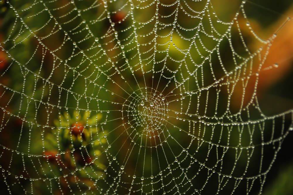 spider-web-with-dew