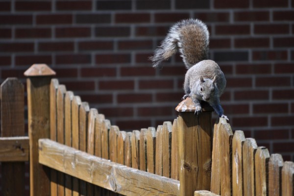 squirrel jumping