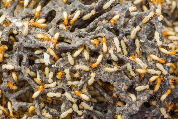 subterranean termites image