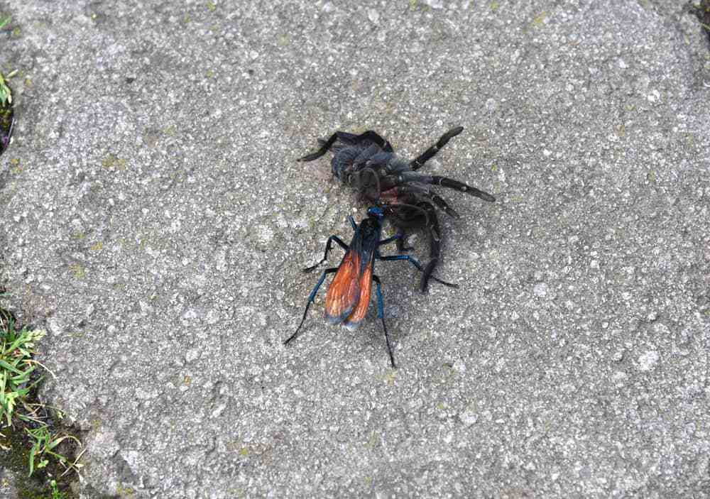 tarantula-hawk
