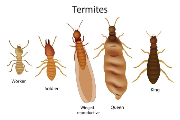 termite caste