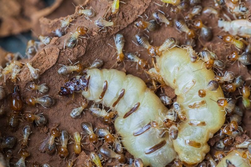 termite queen