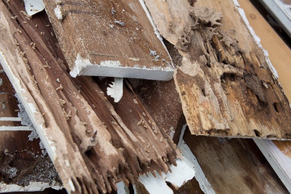 termite damage to wood planks