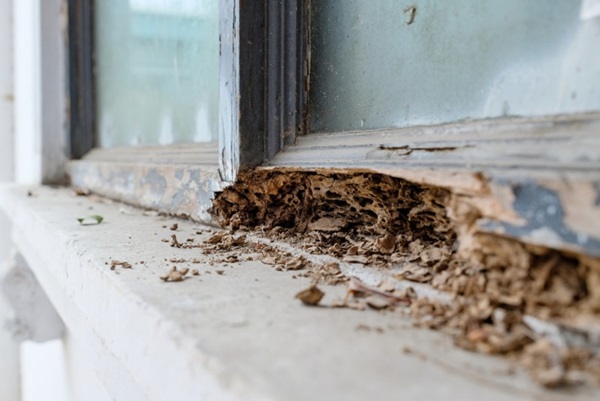 termites swarming