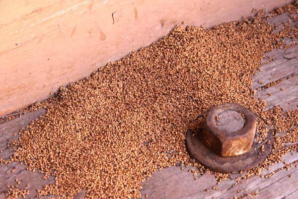 termite droppings (frass)