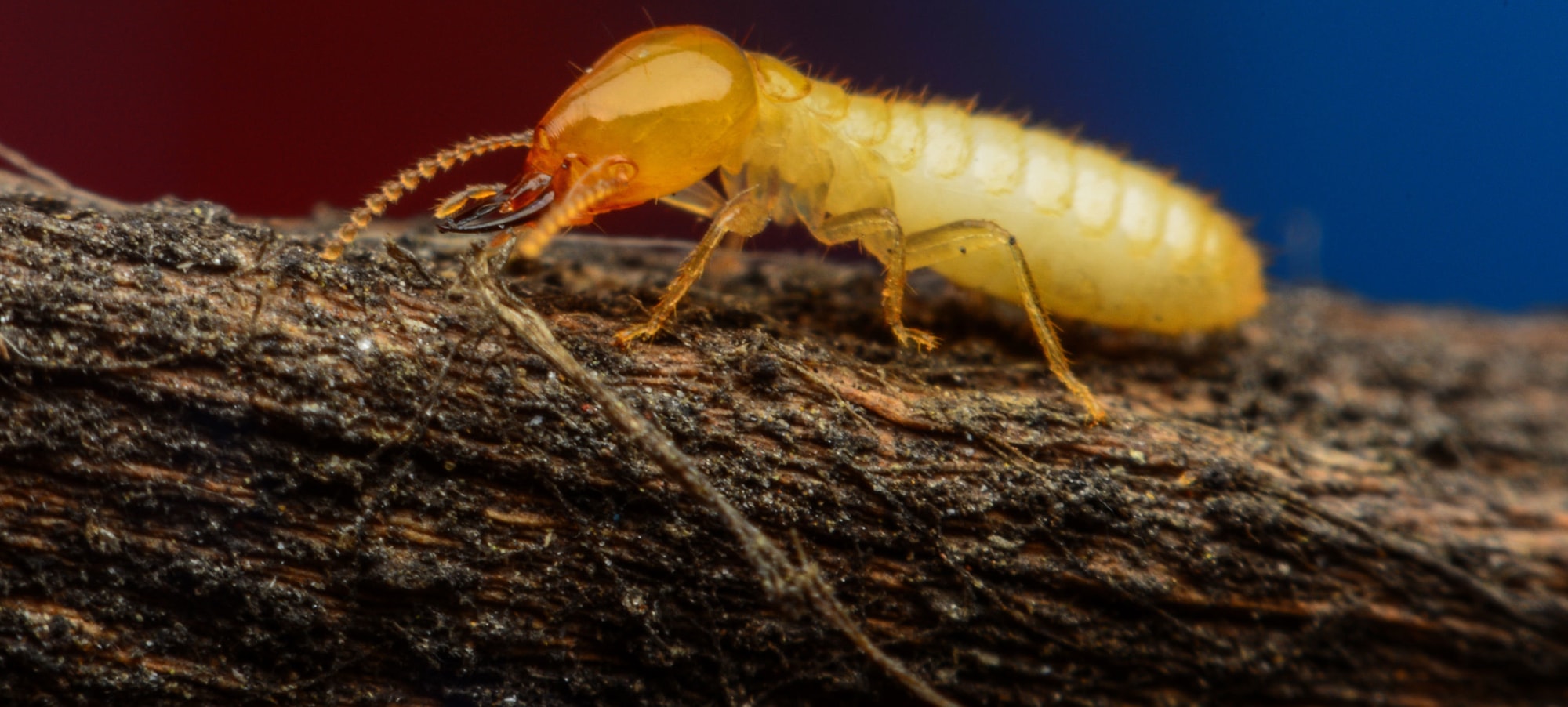 termite-on-wood