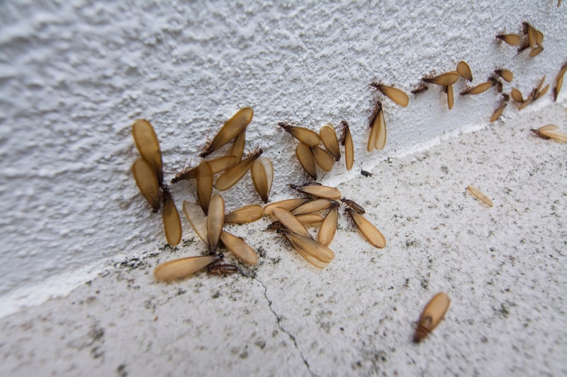 Swarmers (flying termites)