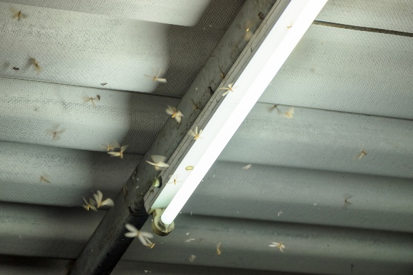 termite swarmers